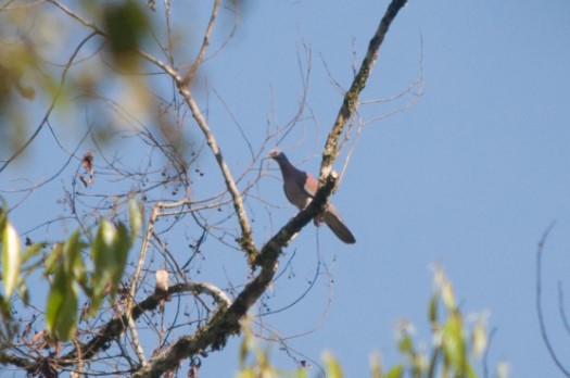 Pale-vented Pigeon at Maquipucuna